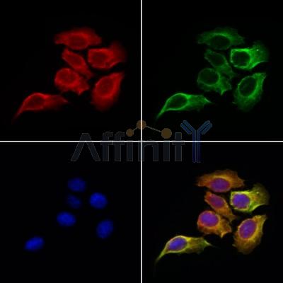 EBAG9 Antibody - DF6703 staining Hela cells by IF/ICC.