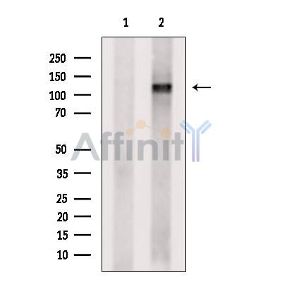 IPO5 Antibody - Western blot analysis of extracts from COS-7, using IPO5 Antibody.