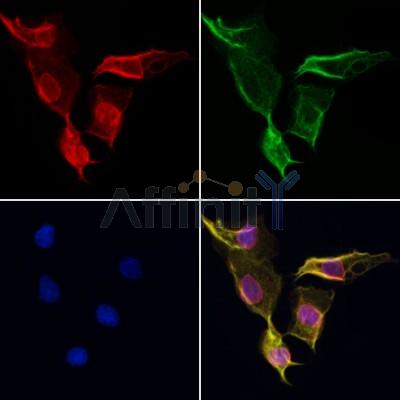 PSMC2 Antibody - DF6736 staining Hela cells by IF/ICC.
