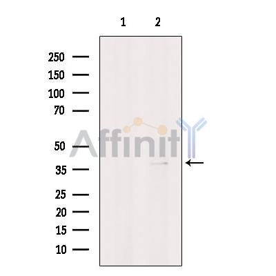 SPDYA Antibody - Western blot analysis of extracts from Hela cells, using SPDYA Antibody.