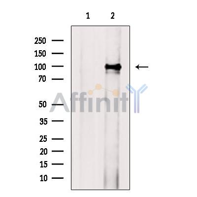 Mitofilin Antibody - Western blot analysis of extracts from Mouse  heart, using Mitofilin Antibody.