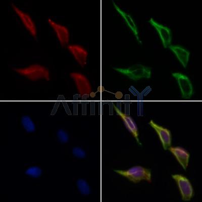 PIBF1 Antibody - DF7171 staining Hela cells by IF/ICC.