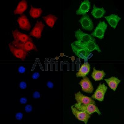 MYSM1 Antibody - DF7188 staining HepG2 cells by IF/ICC.