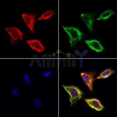 CD166 Antibody - DF7736 staining Hela cells by IF/ICC.
