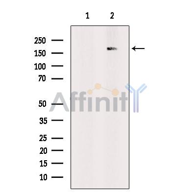 RSF1 Antibody - Western blot analysis of extracts from Pc12, using RSF1 Antibody.