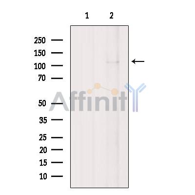 THRAP3 Antibody - Western blot analysis of extracts from Colo205, using THRAP3 Antibody.