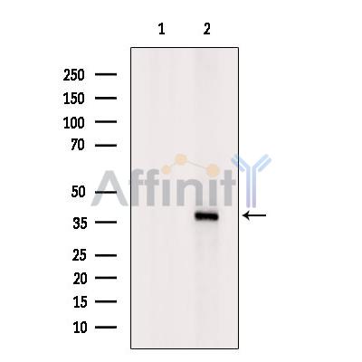 SP5 Antibody - Western blot analysis of extracts from Hela cells, using SP5 Antibody.