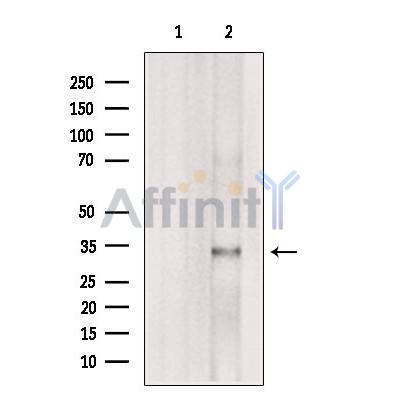AQP9 Antibody - Western blot analysis of extracts from Mouse  liver, using AQP9 Antibody.