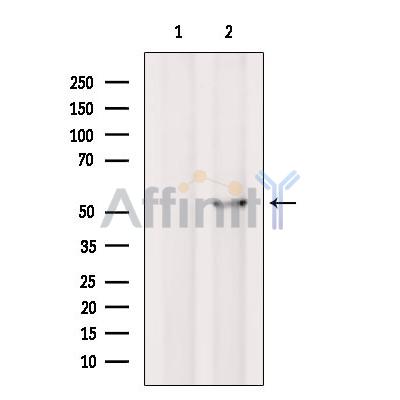 ATXN10 Antibody - Western blot analysis of extracts from HepG2 cells, using ATXN10 Antibody.