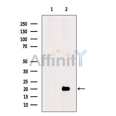OAZ3 Antibody - Western blot analysis of extracts from Rat  muscle, using OAZ3 Antibody.