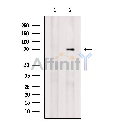 RAB11FIP5 Antibody - Western blot analysis of extracts from Rat  liver, using RAB11FIP5 Antibody.