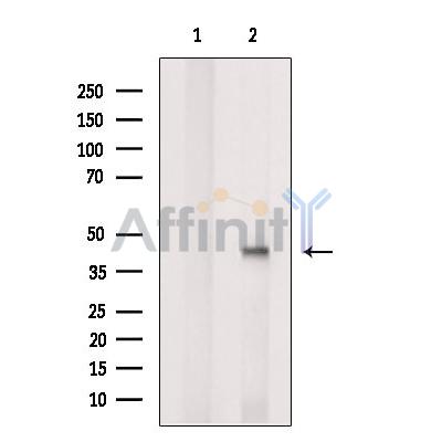 RFPL2 Antibody - Western blot analysis of extracts from B16F10 cells, using RFPL2 Antibody.