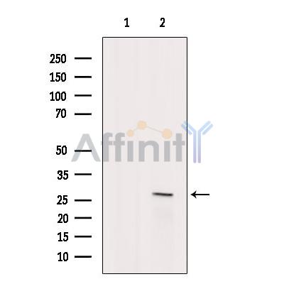 TCEAL2 Antibody - Western blot analysis of extracts from HepG2 cells, using TCEAL2 Antibody.