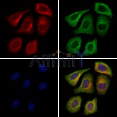Fibrillin 1 Antibody - AF0429 staining Hela cells by IF/ICC.