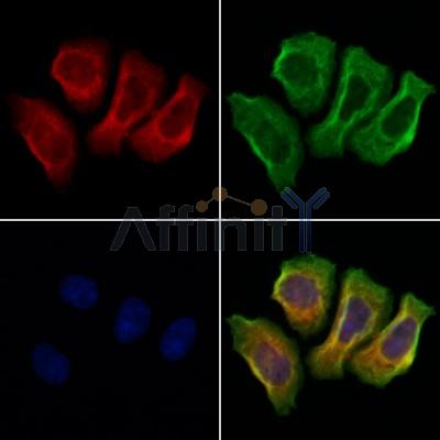 GASP1 Antibody - AF0712 staining Hela cells by IF/ICC.
