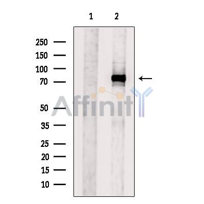 SKI Antibody - Western blot analysis of extracts from 293T, using SKI Antibody.
