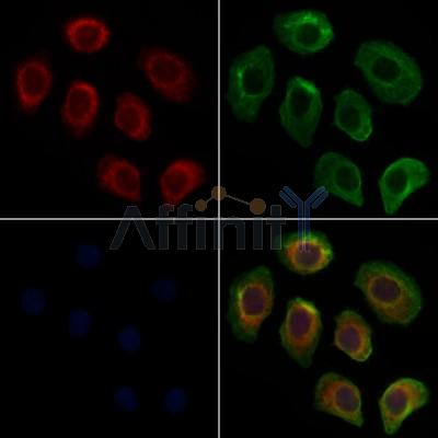 SLC22A8 Antibody - AF7549 staining Hela cells by IF/ICC.