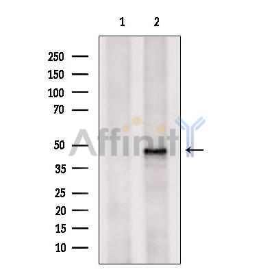 MAPKAPK2 Antibody - Western blot analysis of extracts from Hela cells, using MAPKAPK-2 Antibody.