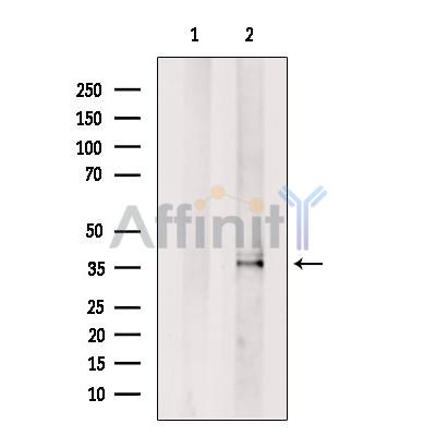 RPS6 Antibody - Western blot analysis of extracts from Hela cells, using S6 Ribosomal Protein Antibody.