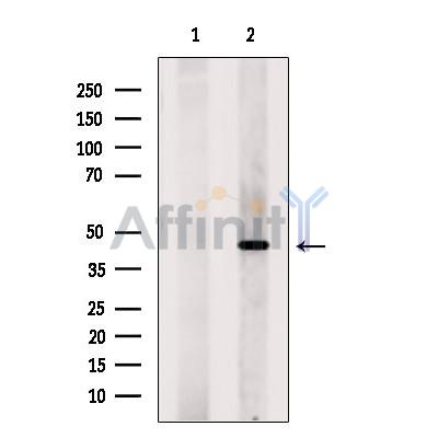 TMEM173/STING Antibody - Western blot analysis of extracts from Mouse  brain, using STING Antibody.