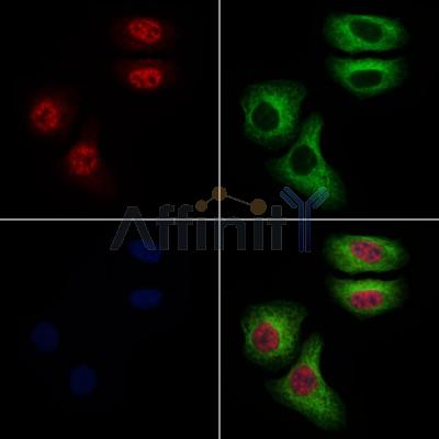 PEG3 Antibody - AF9152 staining Hela cells by IF/ICC.