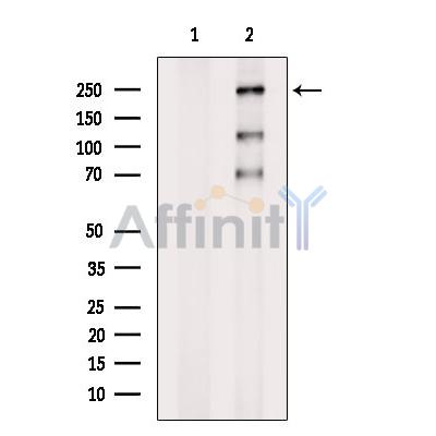 PHF3 Antibody - Western blot analysis of extracts from K562, using PHF3 Antibody.