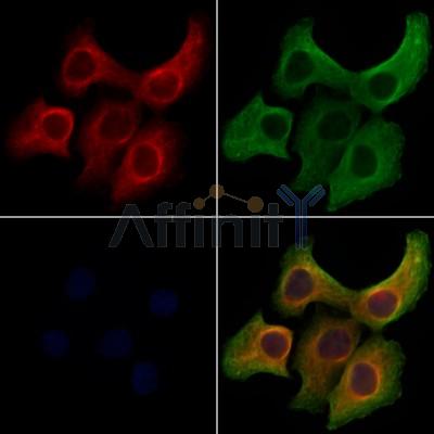 ERAL1 Antibody - DF12072 staining Hela cells by IF/ICC.