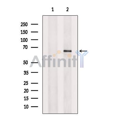 FKBP65 Antibody - Western blot analysis of extracts from VERO cells, using FKBP65 Antibody.