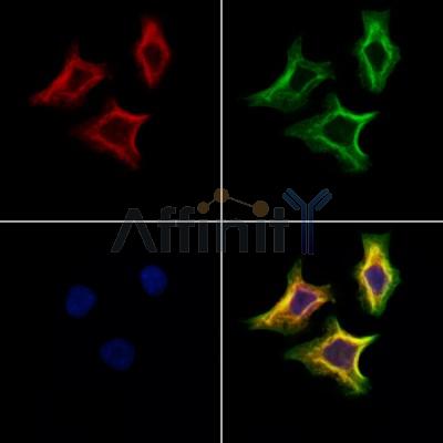 Stanniocalcin 2 Antibody - DF12324 staining Hela cells by IF/ICC.