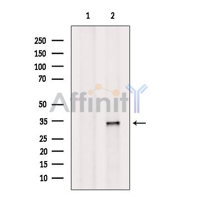 ASRGL1 Antibody - Western blot analysis of extracts from K562, using ASRGL1 Antibody.