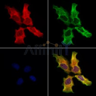 C14orf166 Antibody - DF12359 staining Hela cells by IF/ICC.