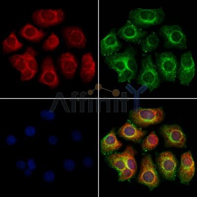 COQ9 Antibody - DF12369 staining Hela cells by IF/ICC.