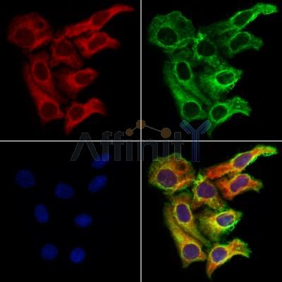 DIO1 Antibody - DF12382 staining Hela cells by IF/ICC.