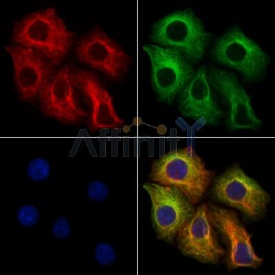 SLC25A46 Antibody - DF12476 staining Hela cells by IF/ICC.
