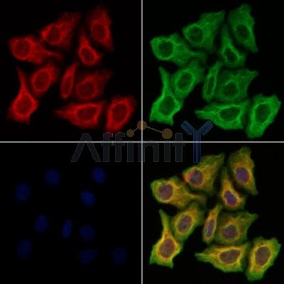 WWP1 Antibody - DF12506 staining Hela cells by IF/ICC.