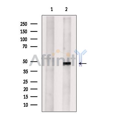 KDM8 Antibody - Western blot analysis of extracts from PC12, using KDM8 Antibody.