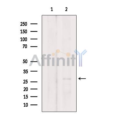 C18orf55 Antibody - Western blot analysis of extracts from 3T3, using C18orf55 Antibody.
