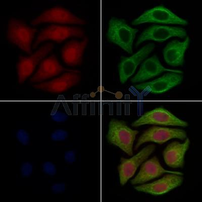 GLRX2 Antibody - DF12618 staining Hela cells by IF/ICC.