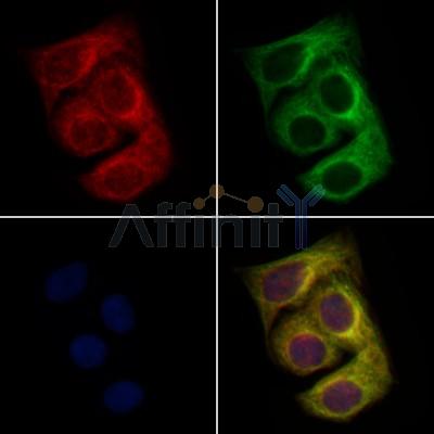 GPNMB Antibody - DF12621 staining Hela cells by IF/ICC.