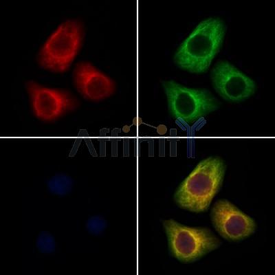 NPTX2 Antibody - DF12676 staining Hela cells by IF/ICC.