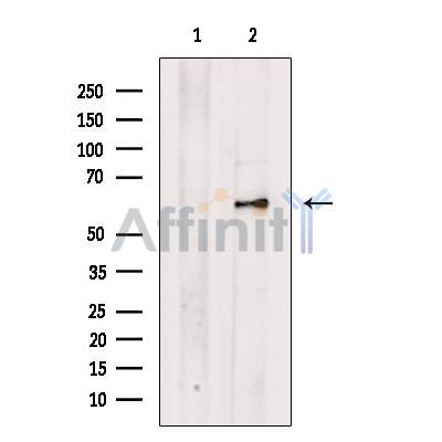 PALMD Antibody - Western blot analysis of extracts from Mouse  brain, using PALMD Antibody.