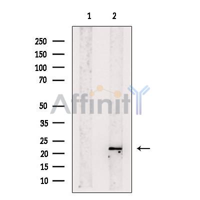 REEP1 Antibody - Western blot analysis of extracts from Mouse  muscle, using REEP1 Antibody.