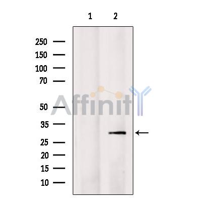 SNRPN Antibody - Western blot analysis of extracts from COS-7, using SNRPN Antibody.