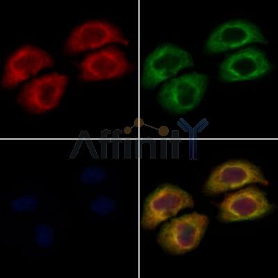 VPS41 Antibody - DF12795 staining Hela cells by IF/ICC.