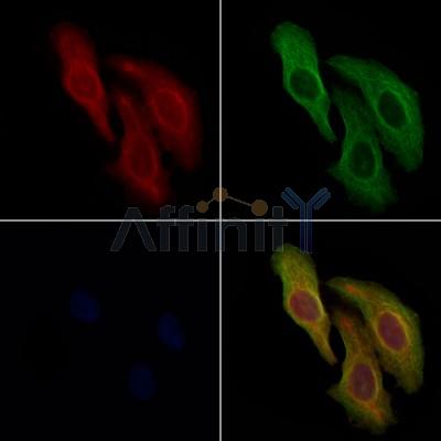 AFAP1L2 Antibody - DF12813 staining Hela cells by IF/ICC.