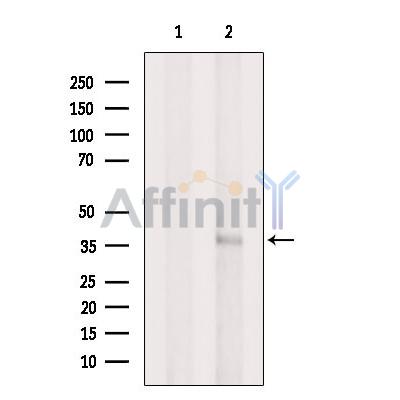 AIPL1 Antibody - Western blot analysis of extracts from Hela cells, using AIPL1 Antibody.