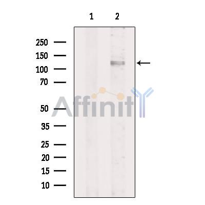 CC2D1B Antibody - Western blot analysis of extracts from Pc12, using CC2D1B Antibody.