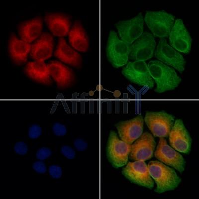 CCDC53 Antibody - DF12885 staining Hela cells by IF/ICC.