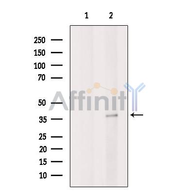 DDRGK1 Antibody - Western blot analysis of extracts from Hela cells, using DDRGK1 Antibody.