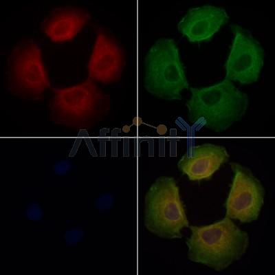 DNAJC11 Antibody - DF12948 staining Hela cells by IF/ICC.